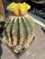 Preview: Notocactus magnificus